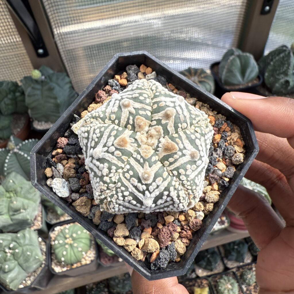 Astrophytum asterias "Star Shape" 5 Rib V Type