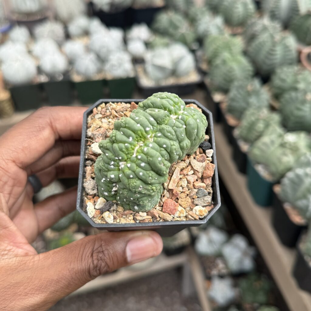 Astrophytum asterias cv. Kikko cristata