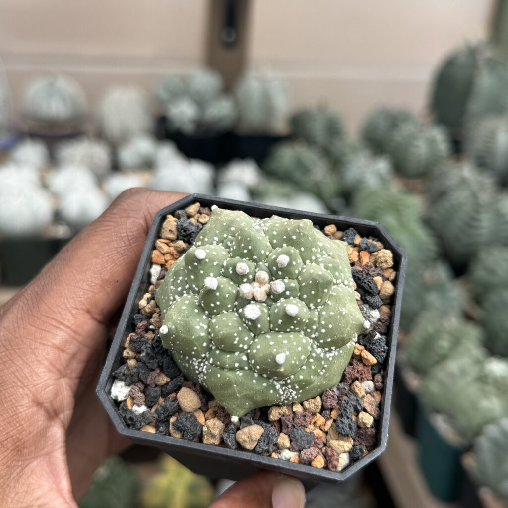 Astrophytum asterias Kikko Durian
