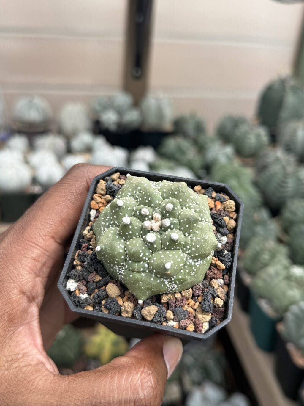 Astrophytum asterias Kikko Durian