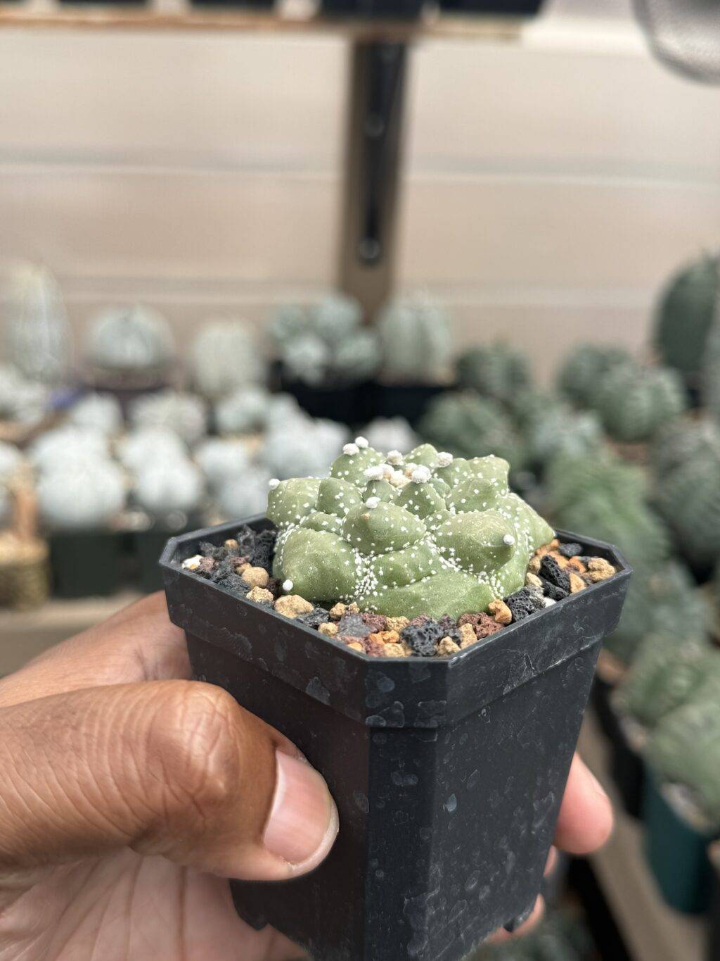 Astrophytum asterias Kikko Durian - Image 2