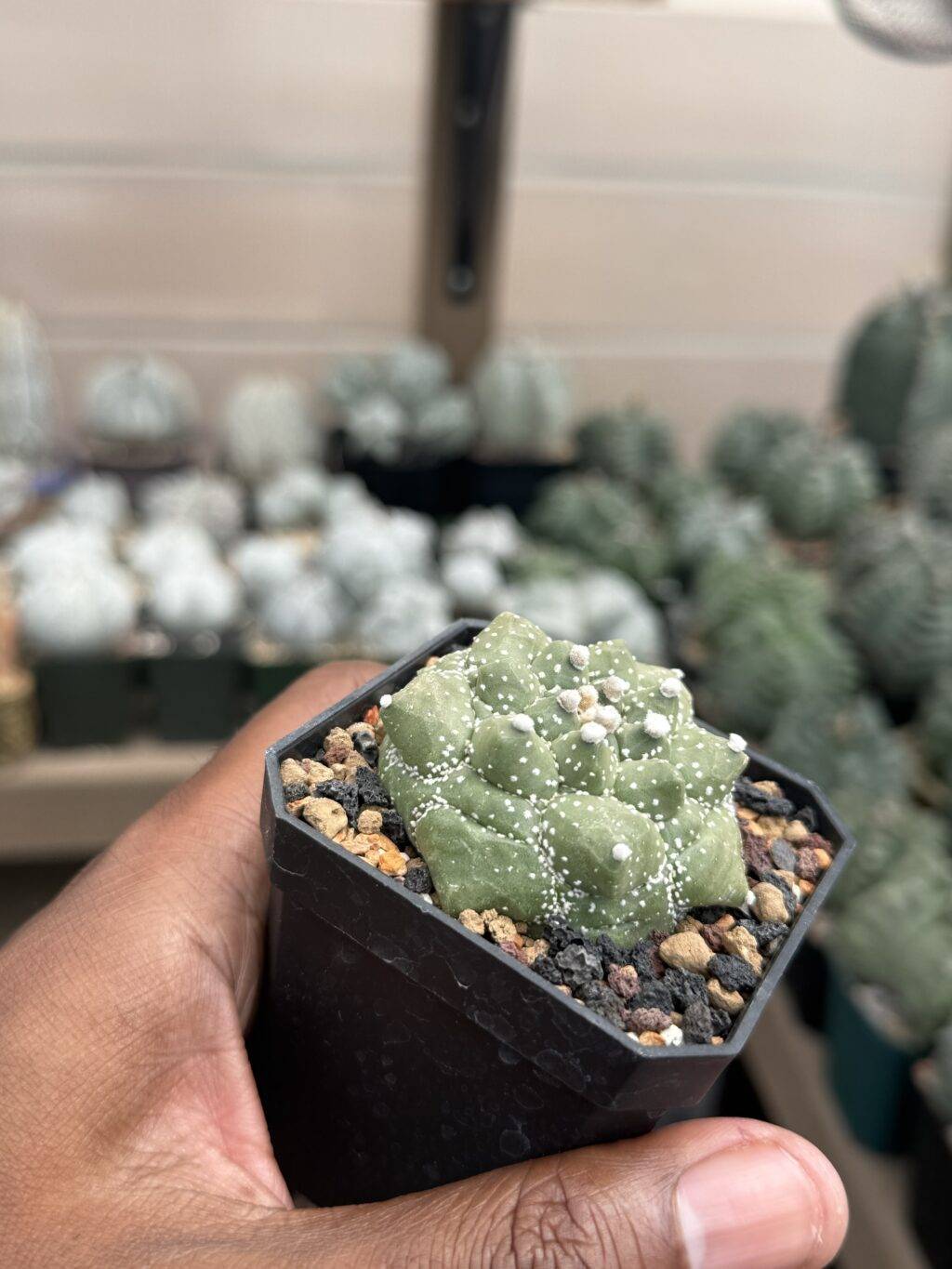Astrophytum asterias Kikko Durian - Image 3