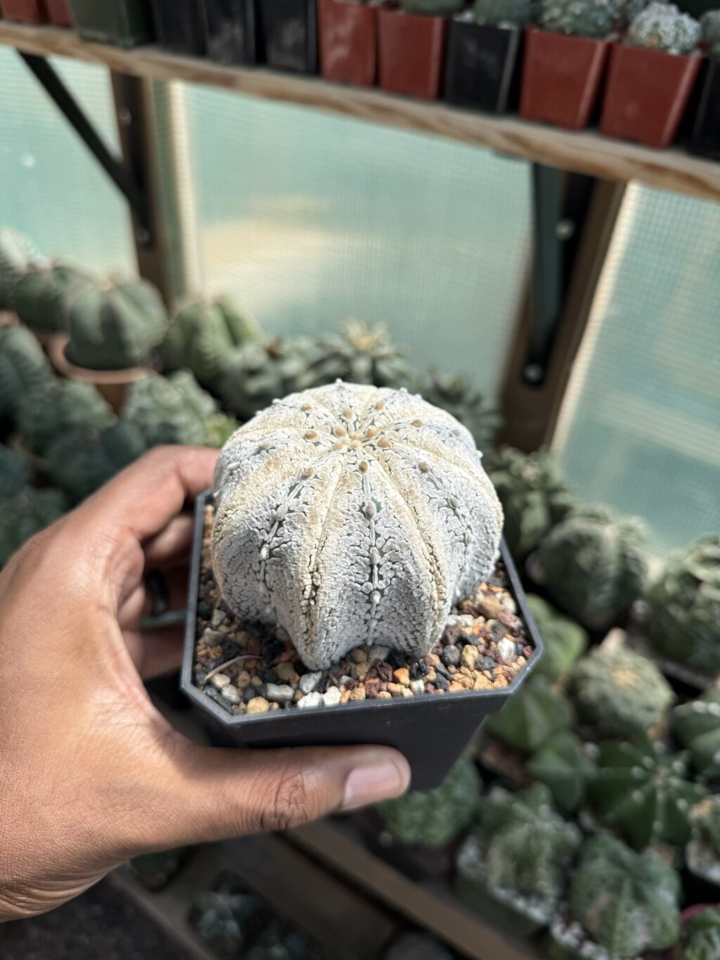 Astrophytum asterias cv. Superkabuto V-Type Star Shape - Image 3