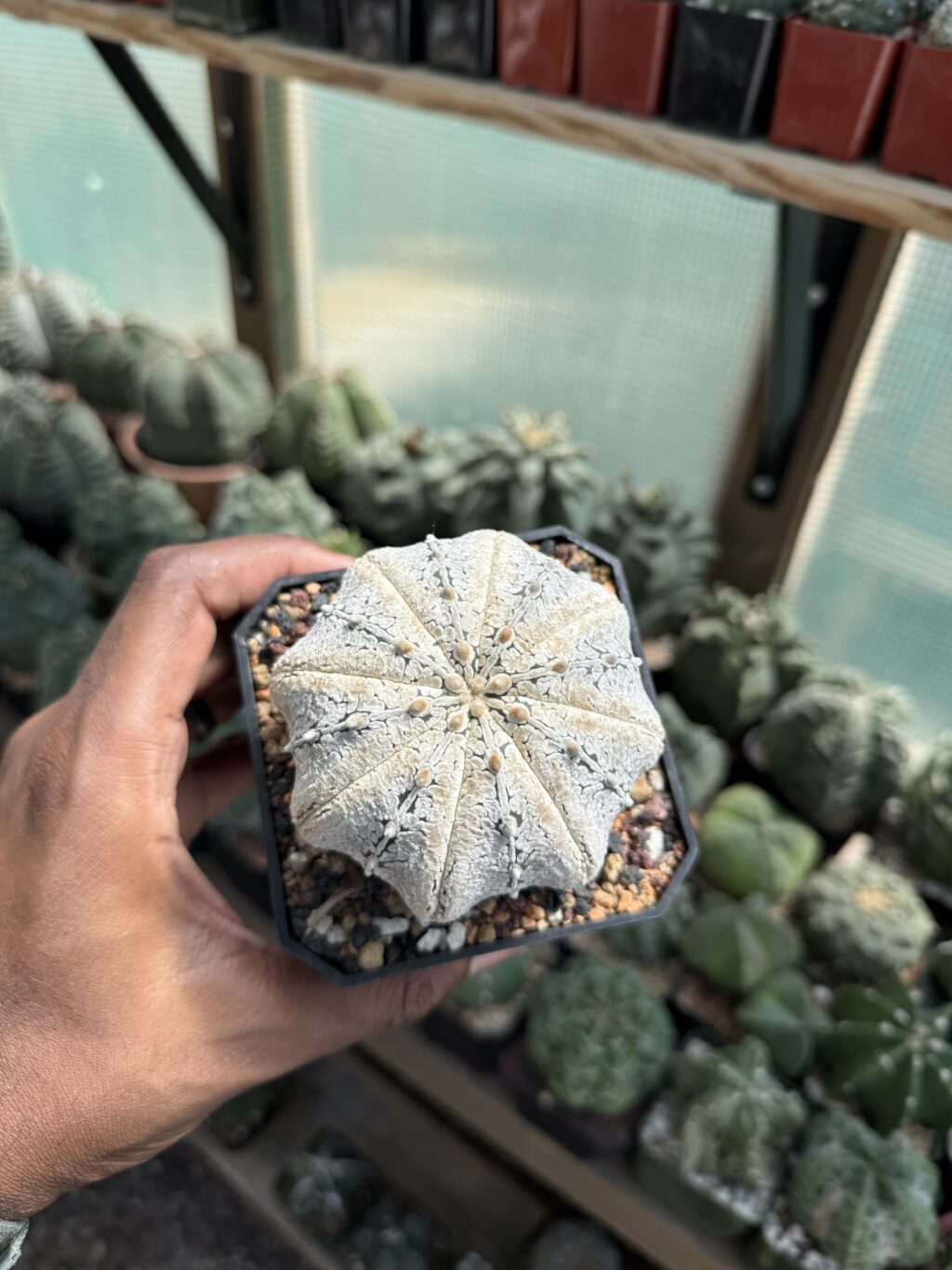 Astrophytum asterias cv. Superkabuto V-Type Star Shape - Image 4