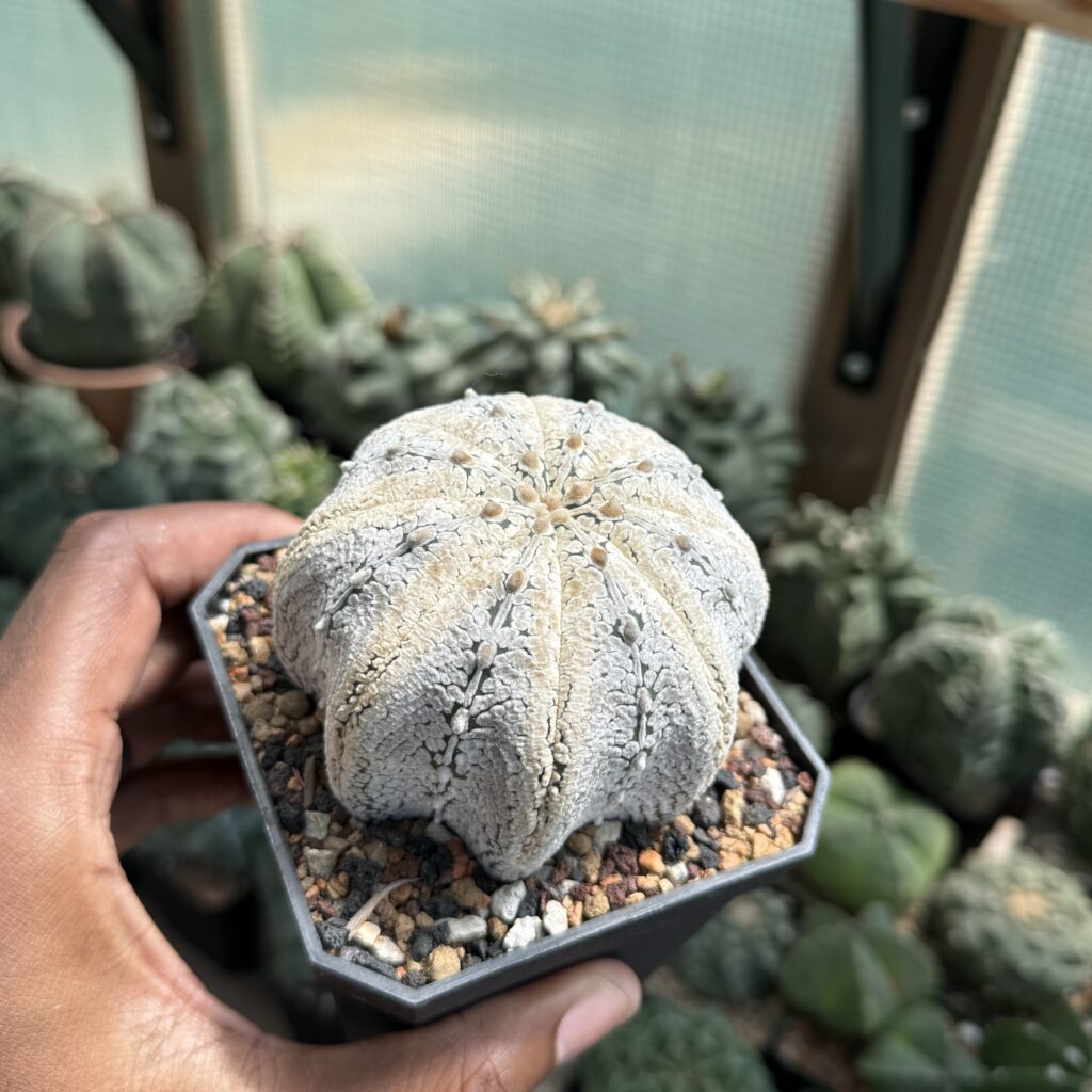 Astrophytum asterias cv. Superkabuto V-Type Star Shape