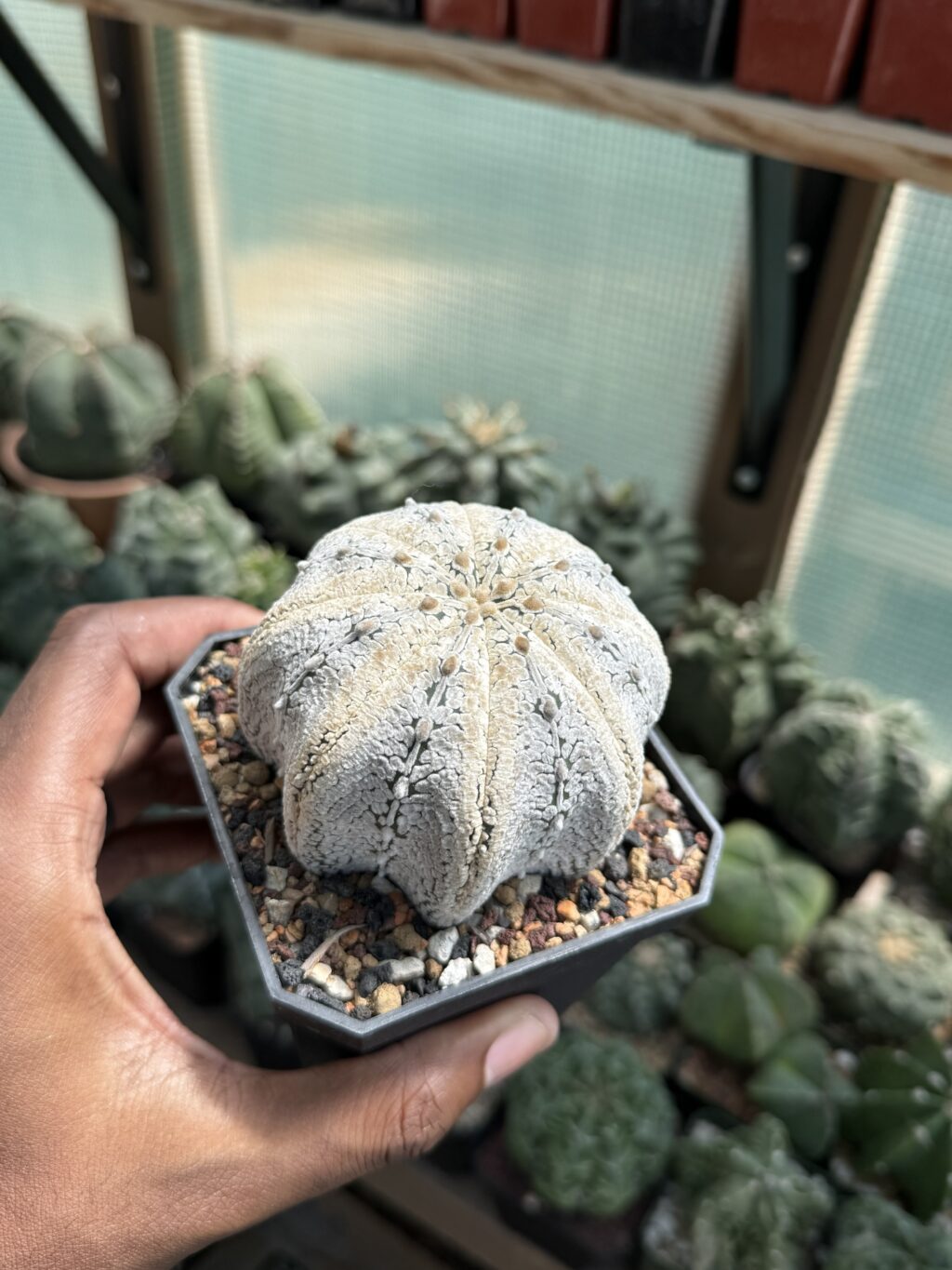 Astrophytum asterias cv. Superkabuto V-Type Star Shape