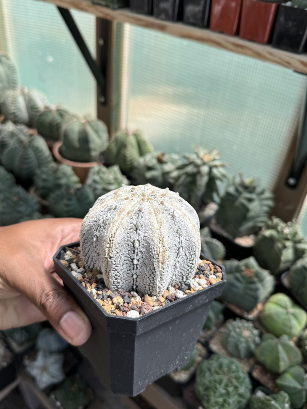 Astrophytum asterias cv. Superkabuto V-Type Star Shape - Image 2