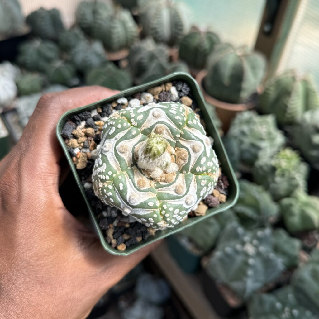 Astrophytum asterias cv. Superkabuto V-Type