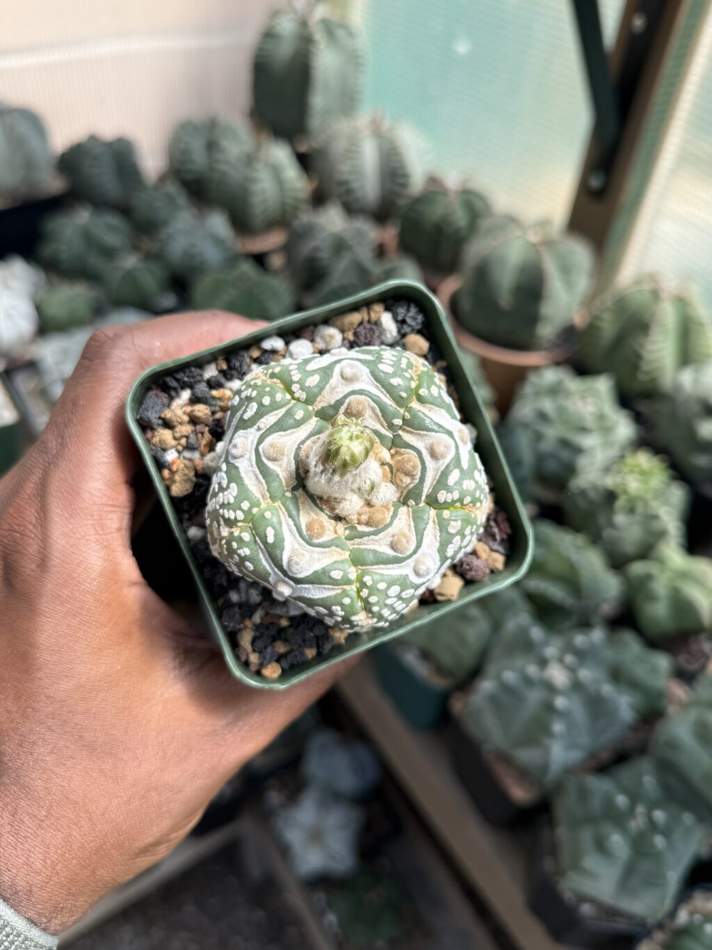 Astrophytum asterias cv. Superkabuto V-Type
