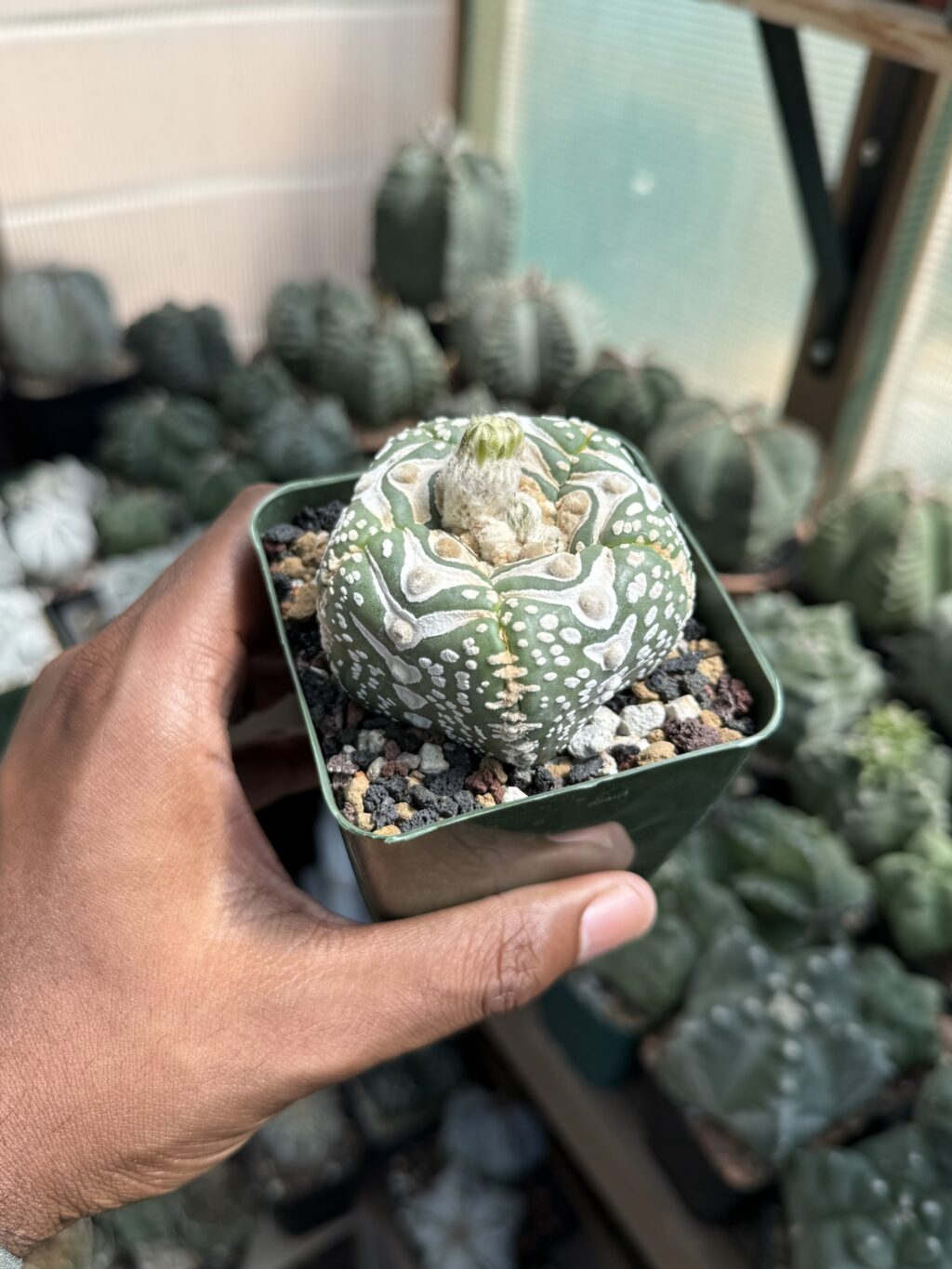 Astrophytum asterias cv. Superkabuto V-Type - Image 2