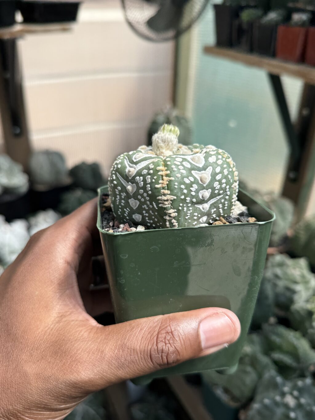 Astrophytum asterias cv. Superkabuto V-Type - Image 3