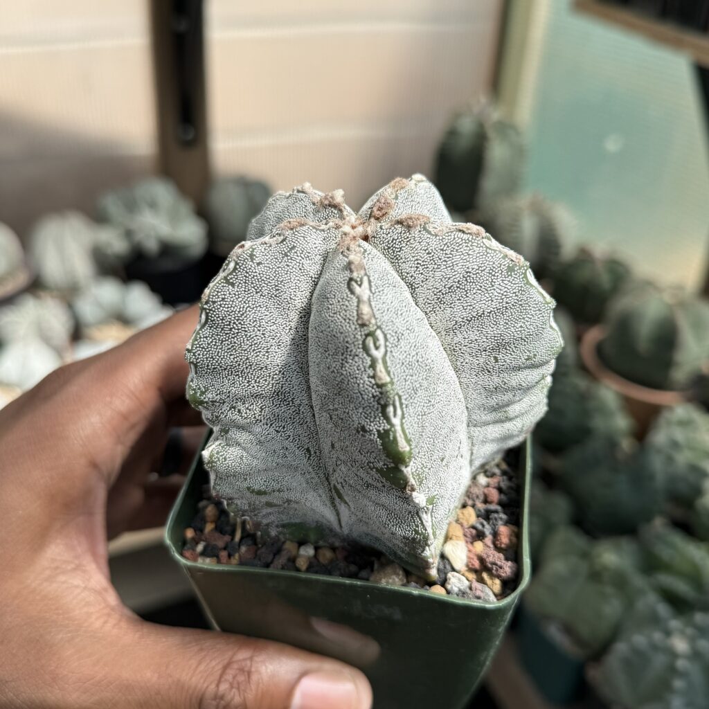 Astrophytum myriostigma Hakujo