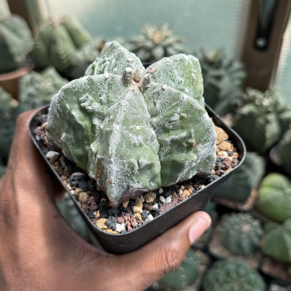Astrophytum myriostigma Fukuryu
