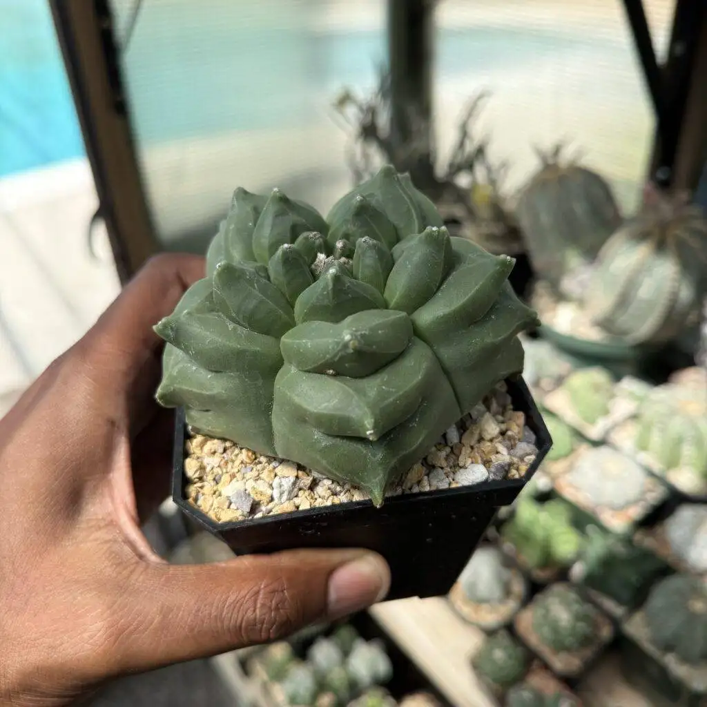 Astrophytum myriostigma cv. Kikko