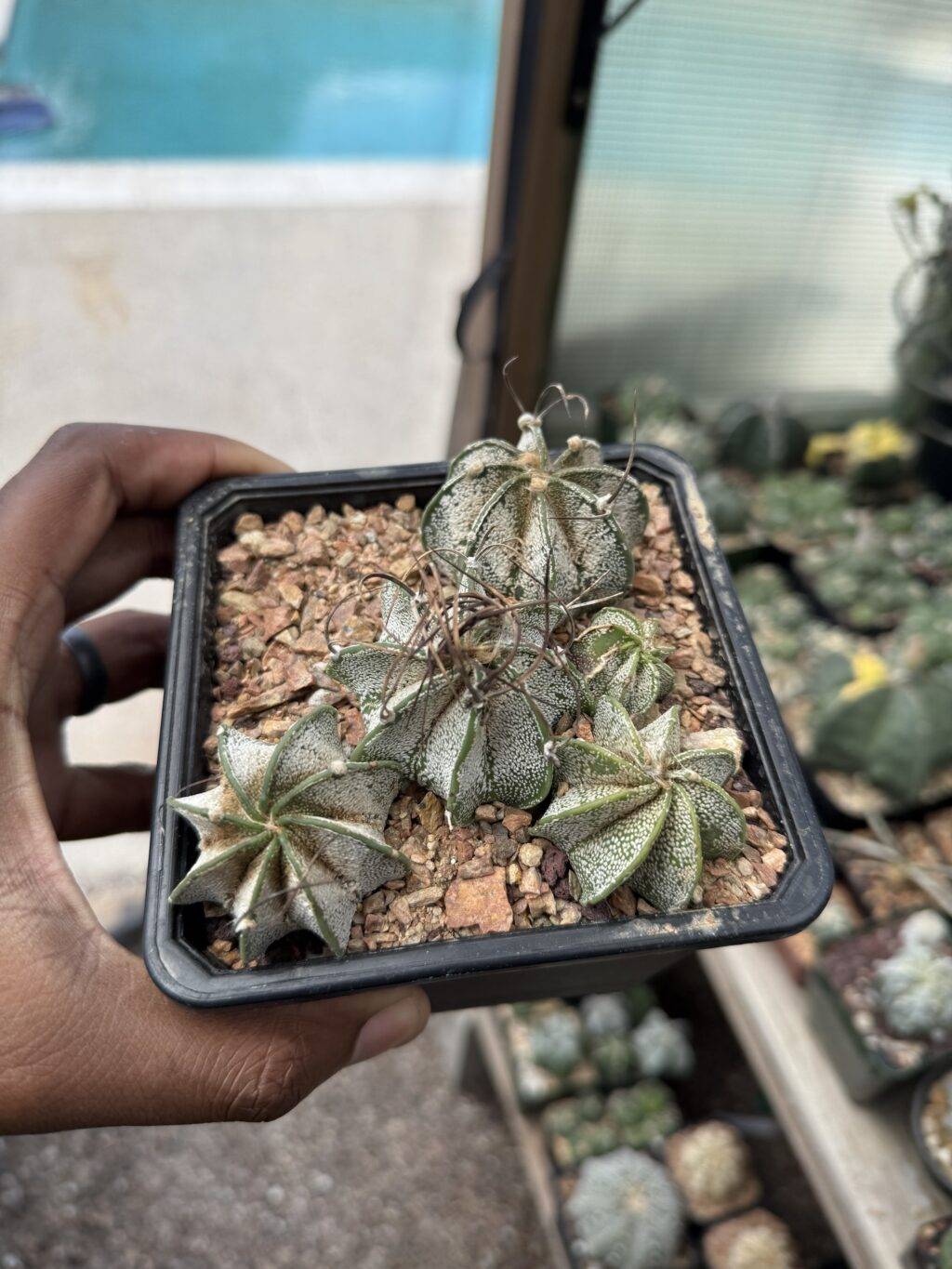 Astrophytum capricorne bundle - Image 3