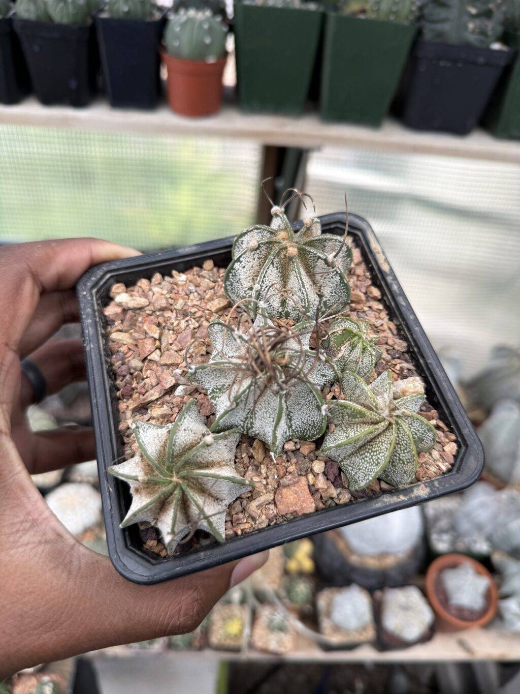 Astrophytum capricorne bundle - Image 2