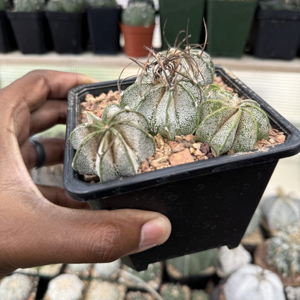Astrophytum capricorne bundle
