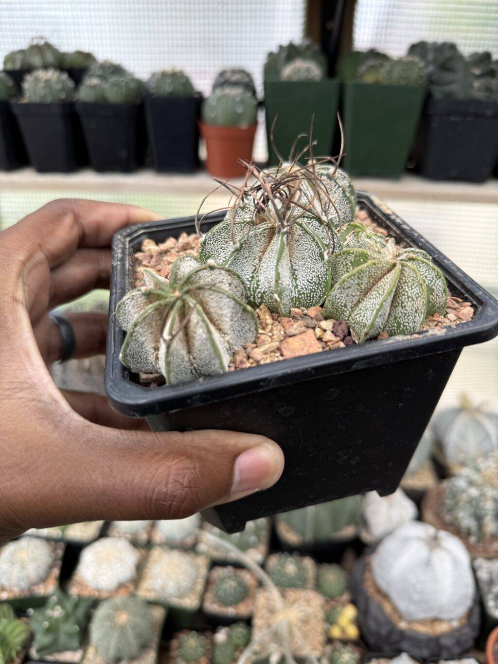 Astrophytum capricorne bundle
