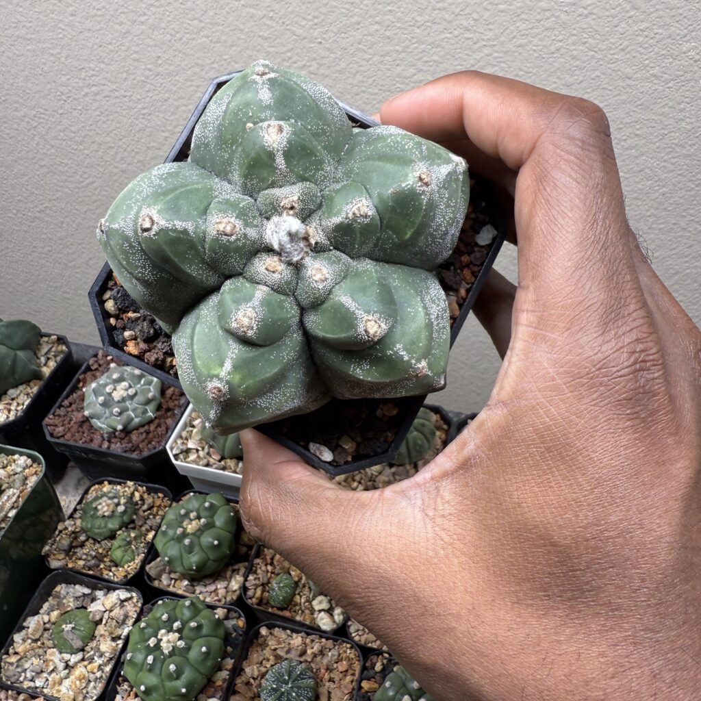 Astrophytum myriostigma Kikko Hakujo