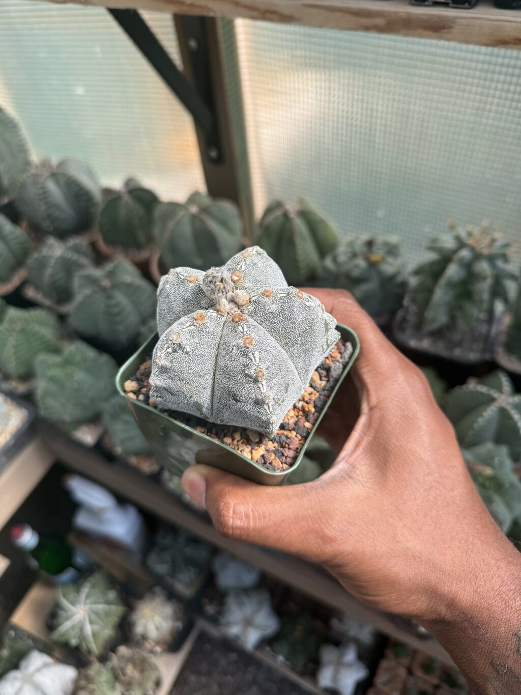 Astrophytum myriostigma Hakujo - Image 2