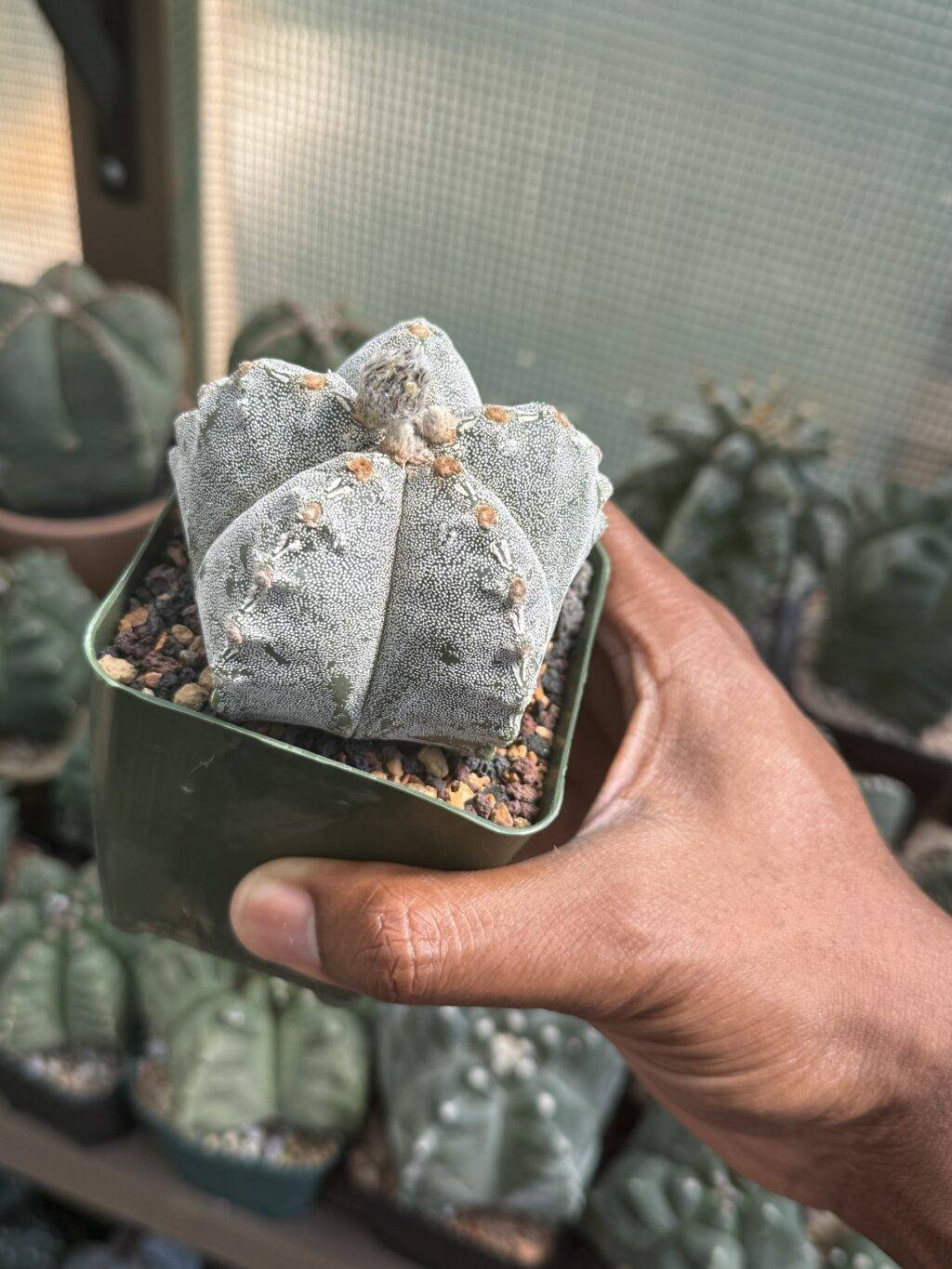 Astrophytum myriostigma Hakujo - Image 3
