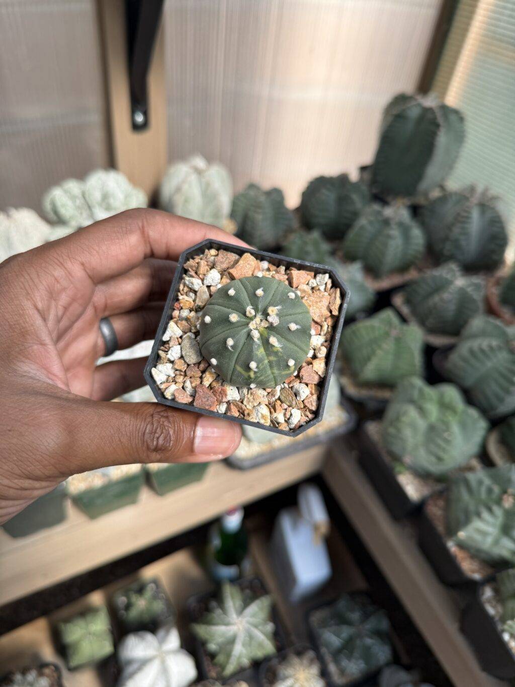 Astrophytum asterias Variegated - Image 3