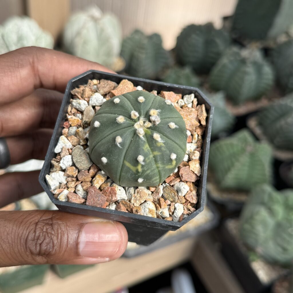 Astrophytum asterias Variegated
