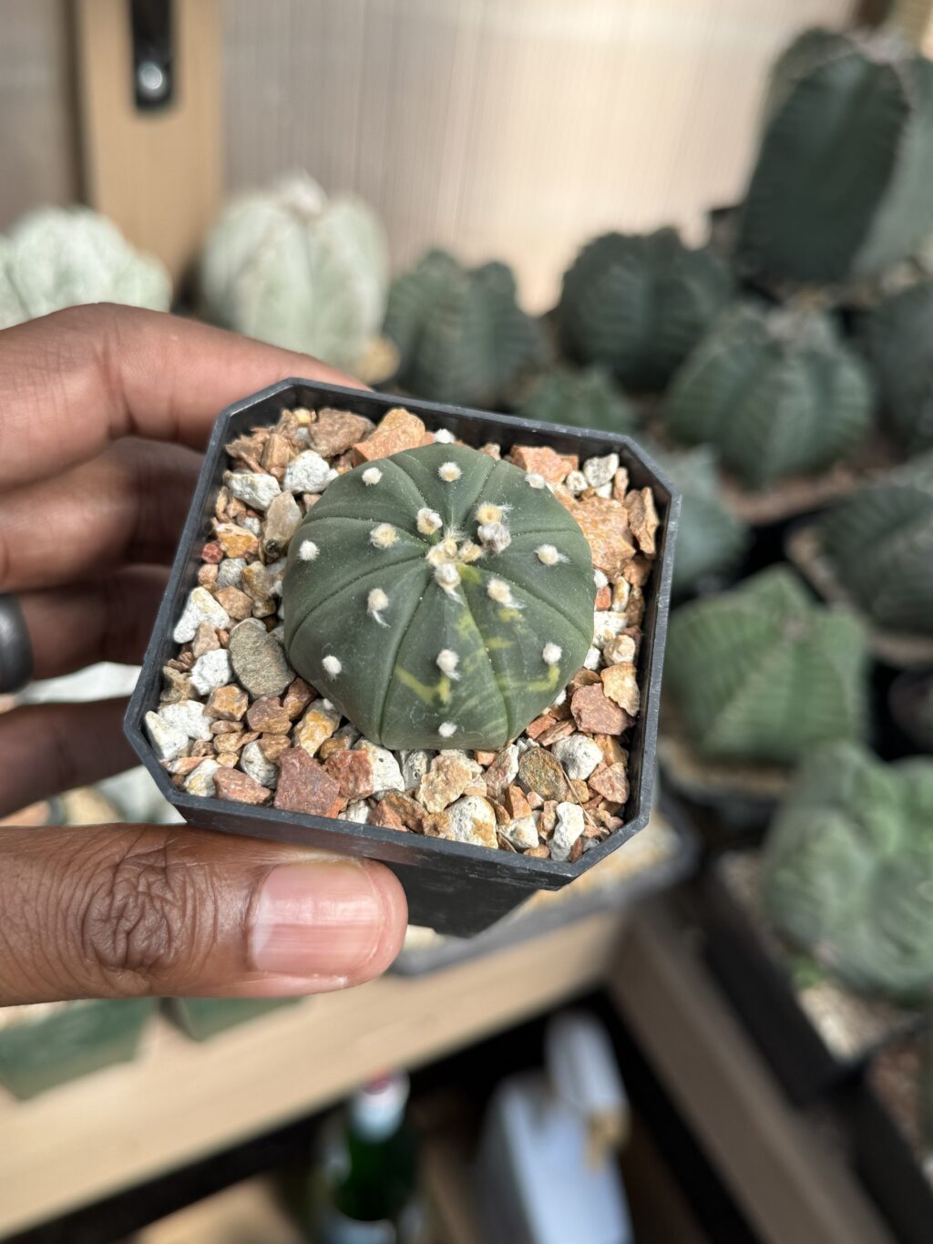 Astrophytum asterias Variegated