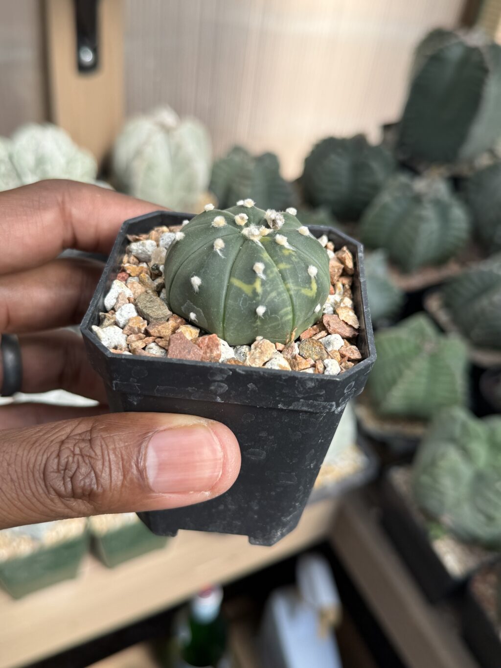 Astrophytum asterias Variegated - Image 2