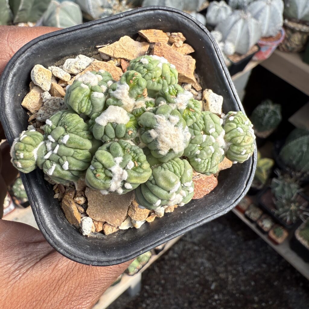 Astrophytum asterias cv. Kikko Lizard Skin Cluster
