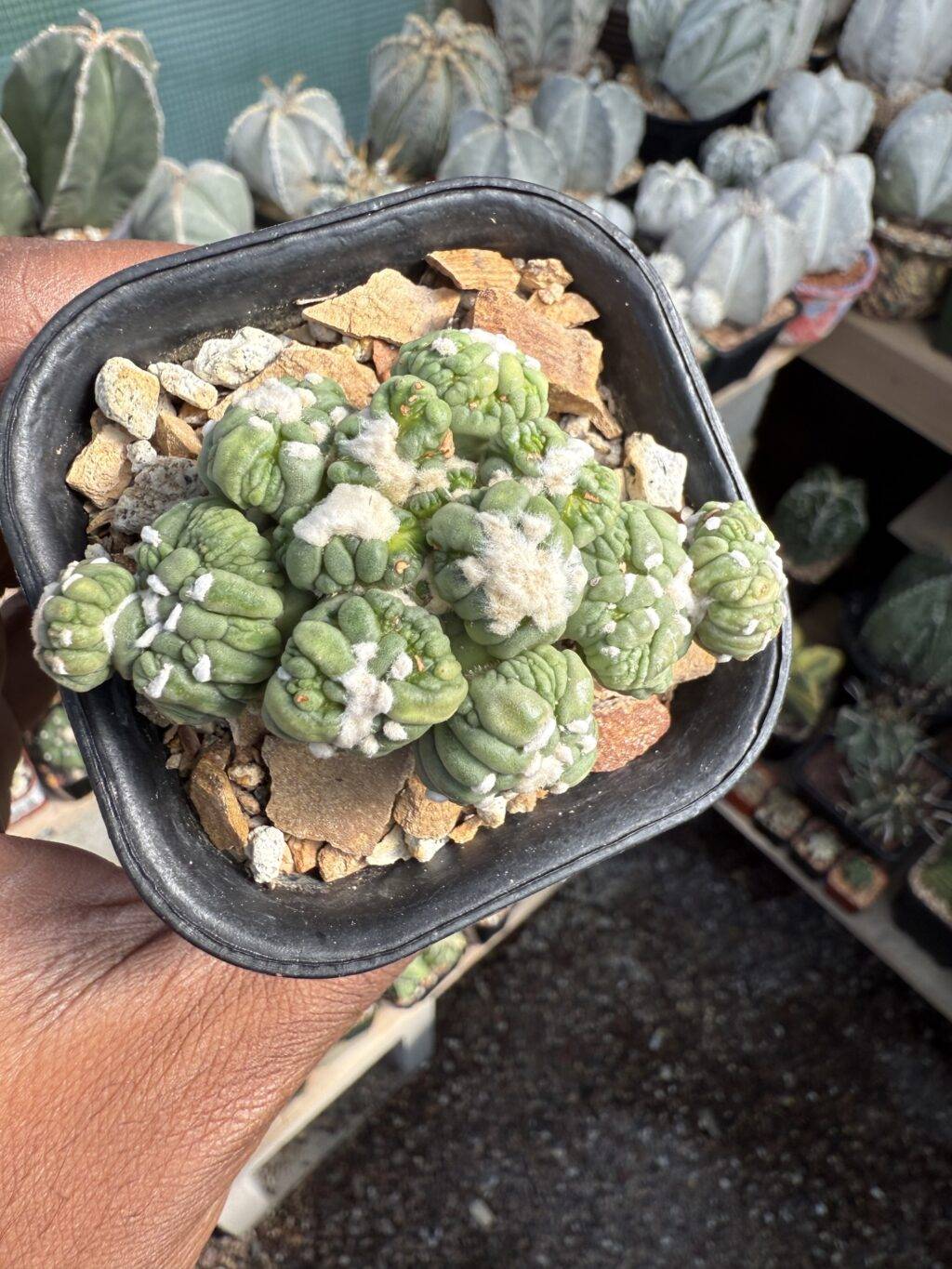 Astrophytum asterias cv. Kikko Lizard Skin Cluster
