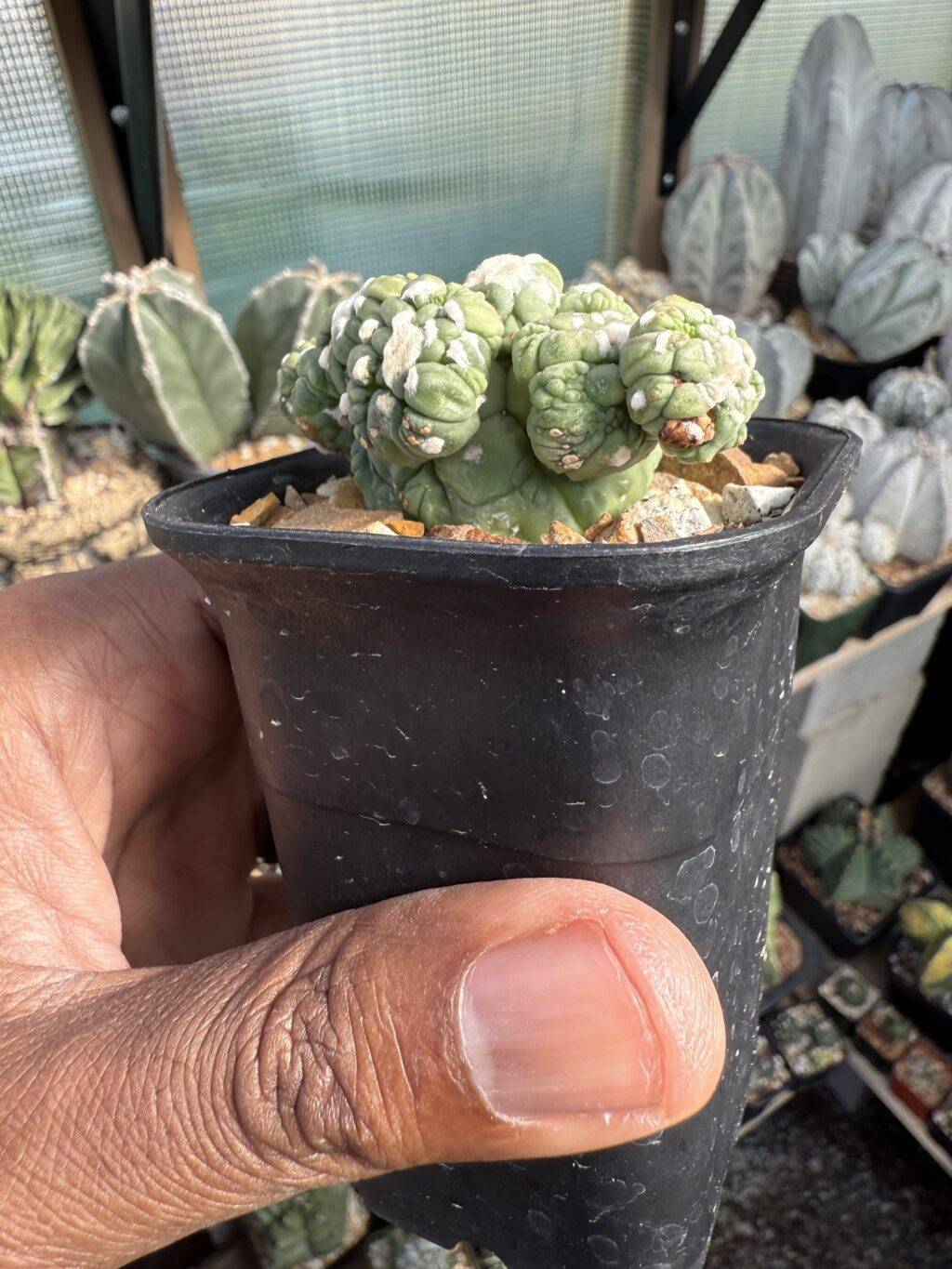 Astrophytum asterias cv. Kikko Lizard Skin Cluster - Image 3