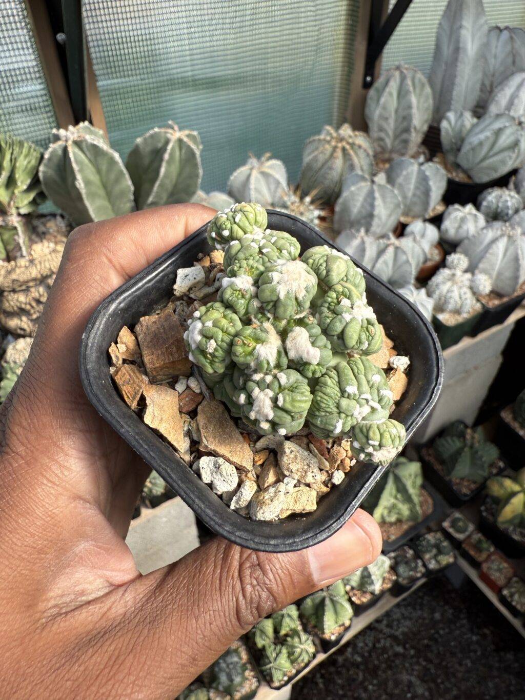Astrophytum asterias cv. Kikko Lizard Skin Cluster - Image 2