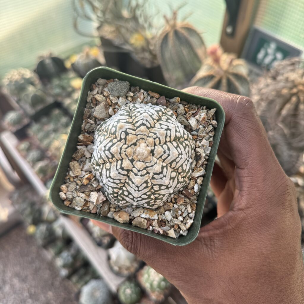 Astrophytum asterias cv. Superkabuto V-Type