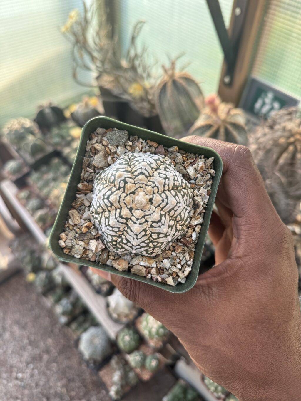 Astrophytum asterias cv. Superkabuto V-Type