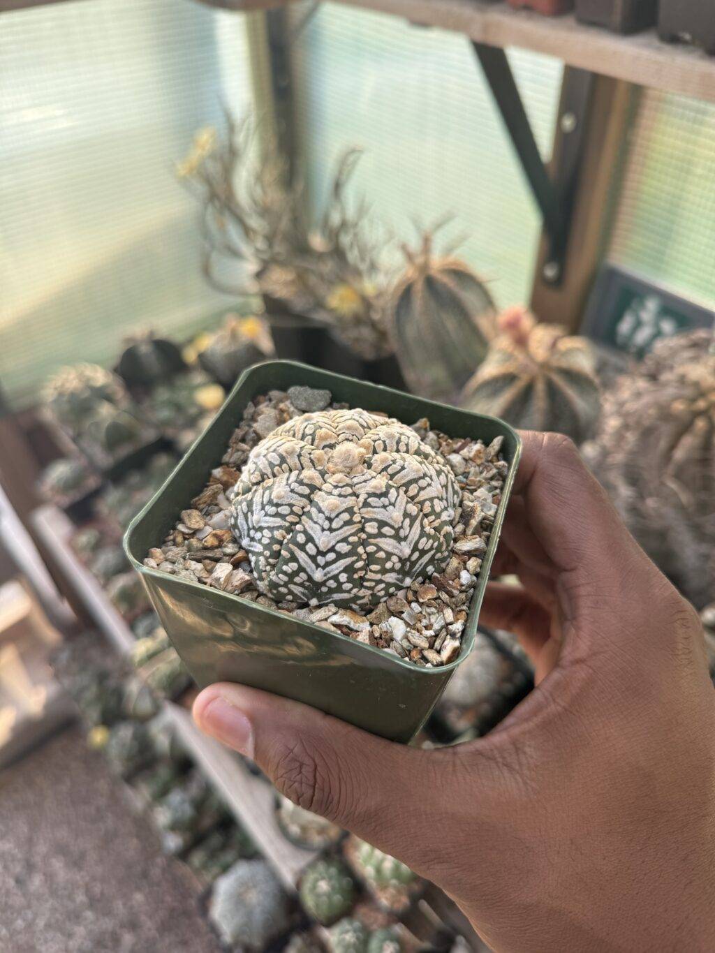 Astrophytum asterias cv. Superkabuto V-Type - Image 2