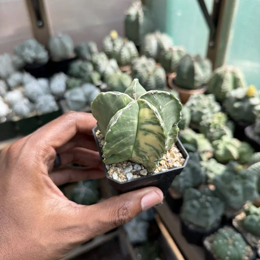 Astrophytum myriostigma Hakujo Variegated