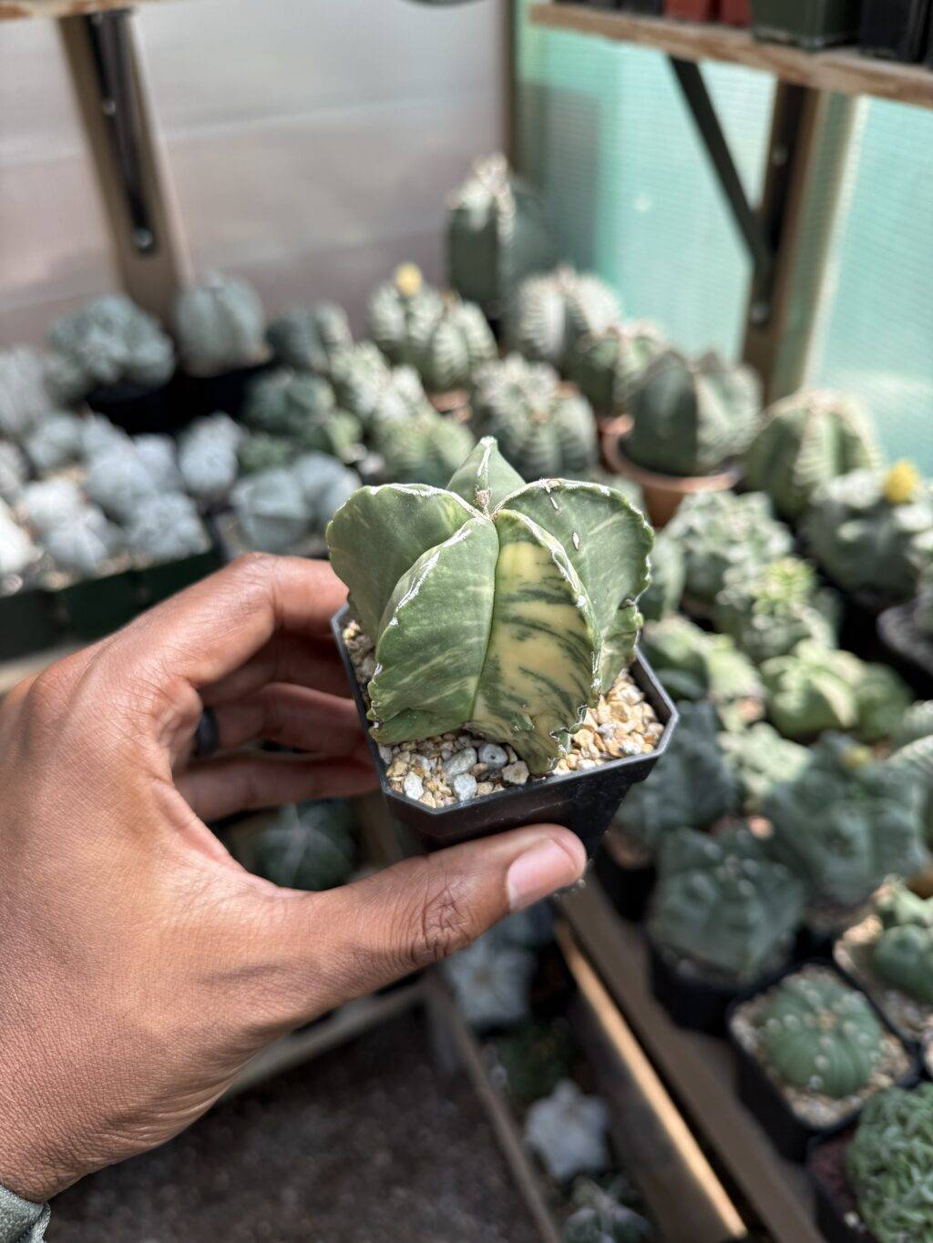 Astrophytum myriostigma Hakujo Variegated