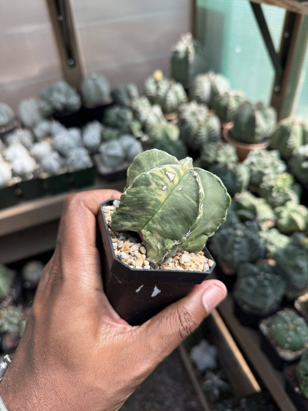 Astrophytum myriostigma Hakujo Variegated - Image 3