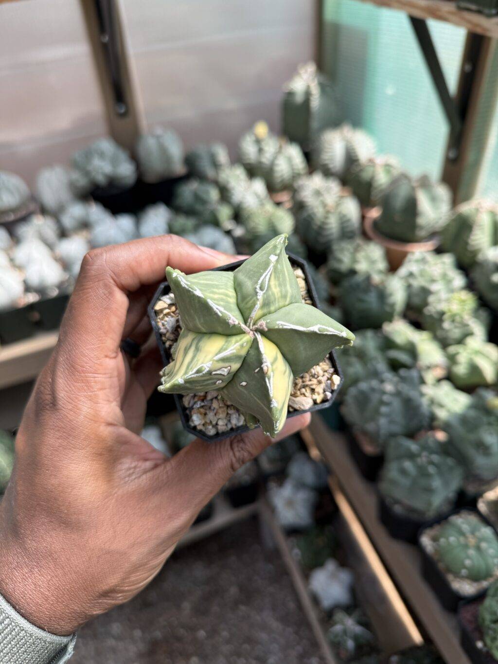Astrophytum myriostigma Hakujo Variegated - Image 2