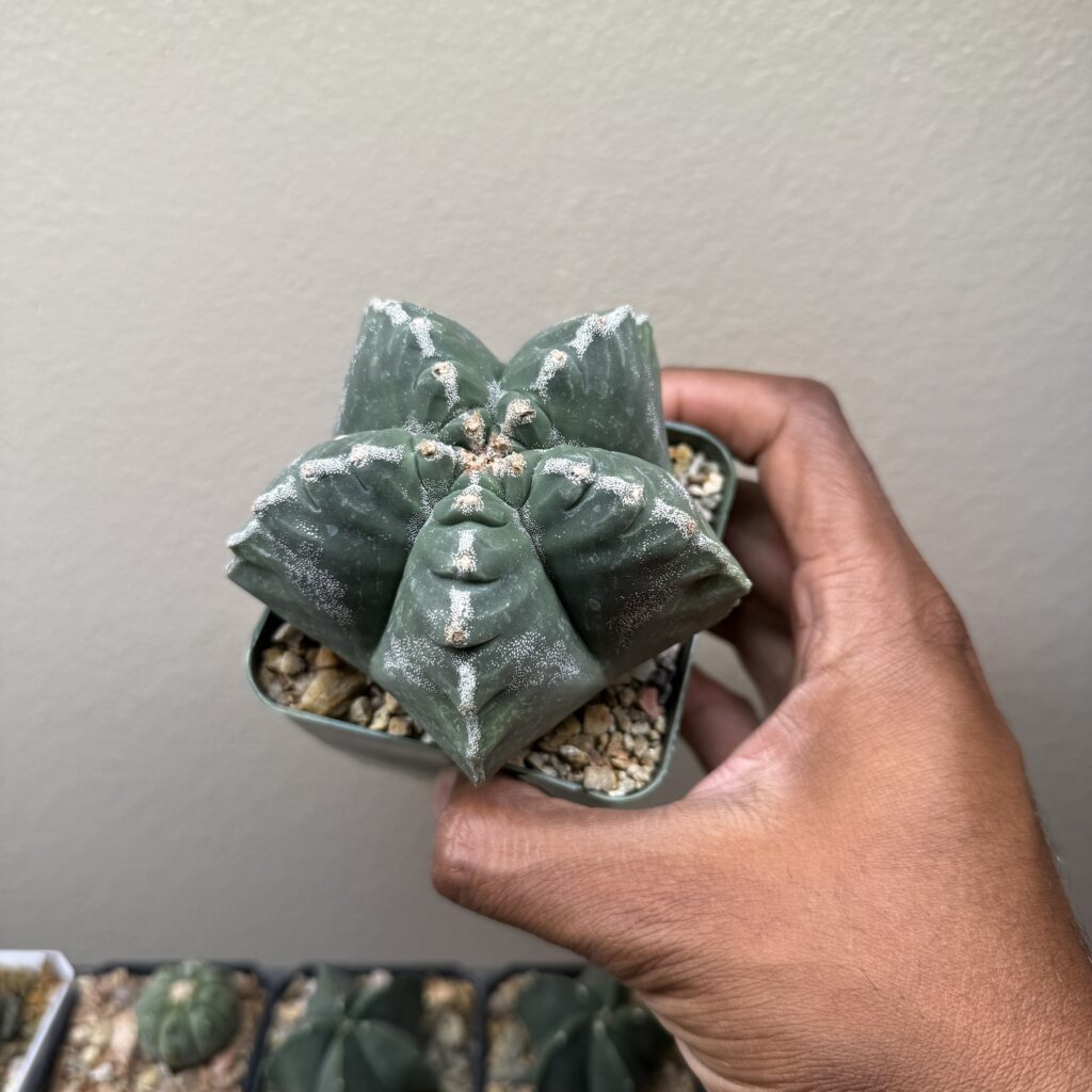 Astrophytum myriostigma Kikko Hakujo