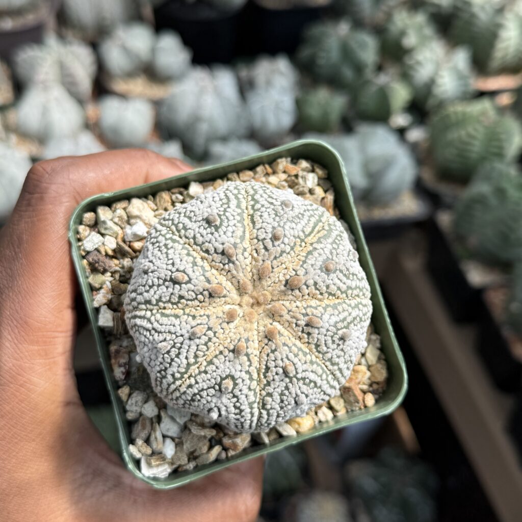 Astrophytum asterias cv. Superkabuto Snow