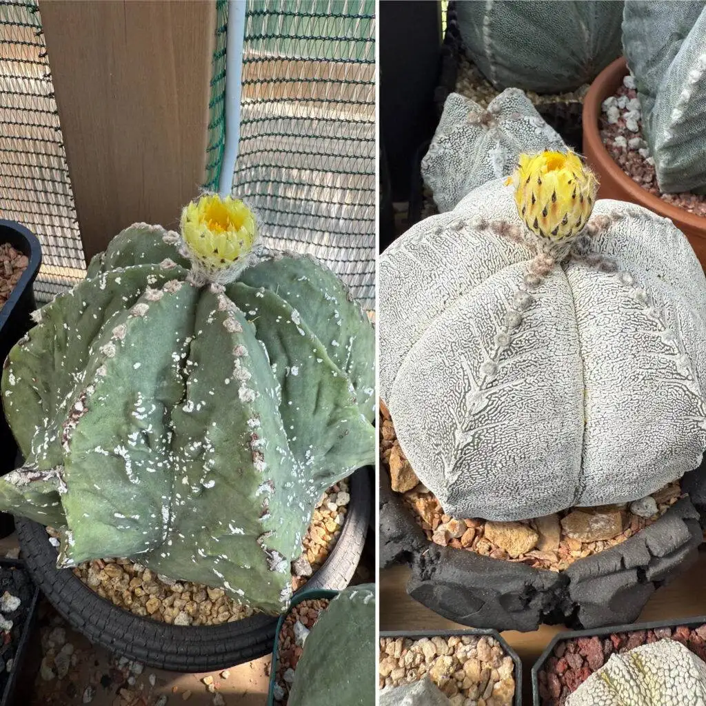 Astrophytum myriostigma Fukuryu Onzuka 10+ Seeds