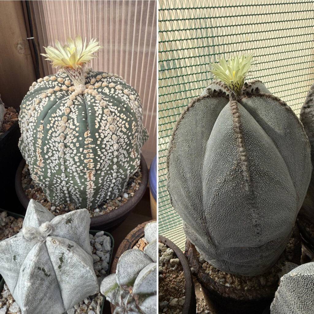 Astrophytum Myr. X Asterias Superkabuto X Onzuka 10+ Seeds