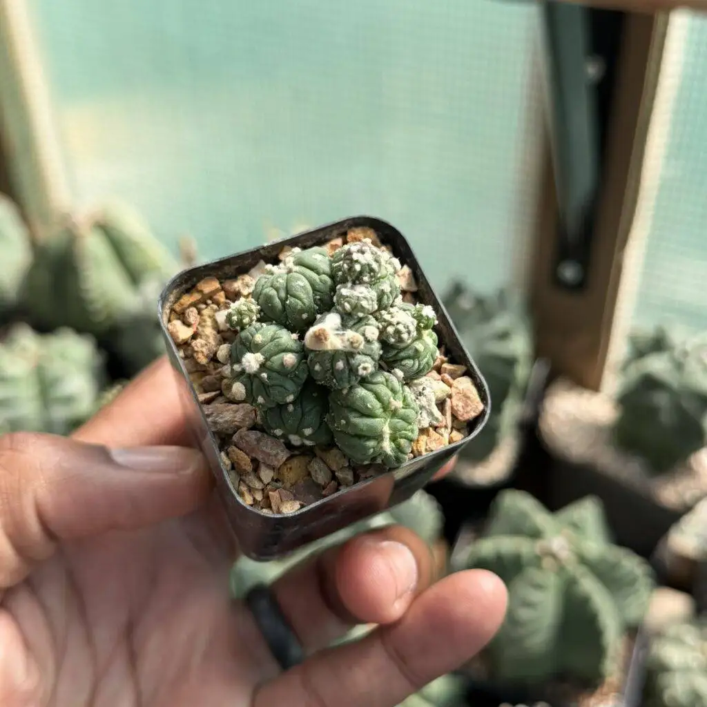 Astrophytum asterias cv. Kikko Lizard Skin Cluster