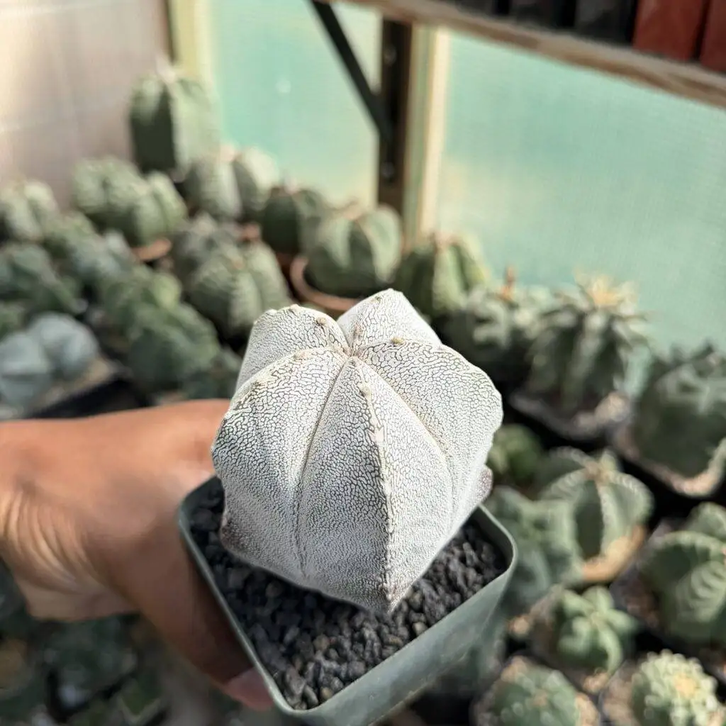 Astrophytum myriostigma Onzuka