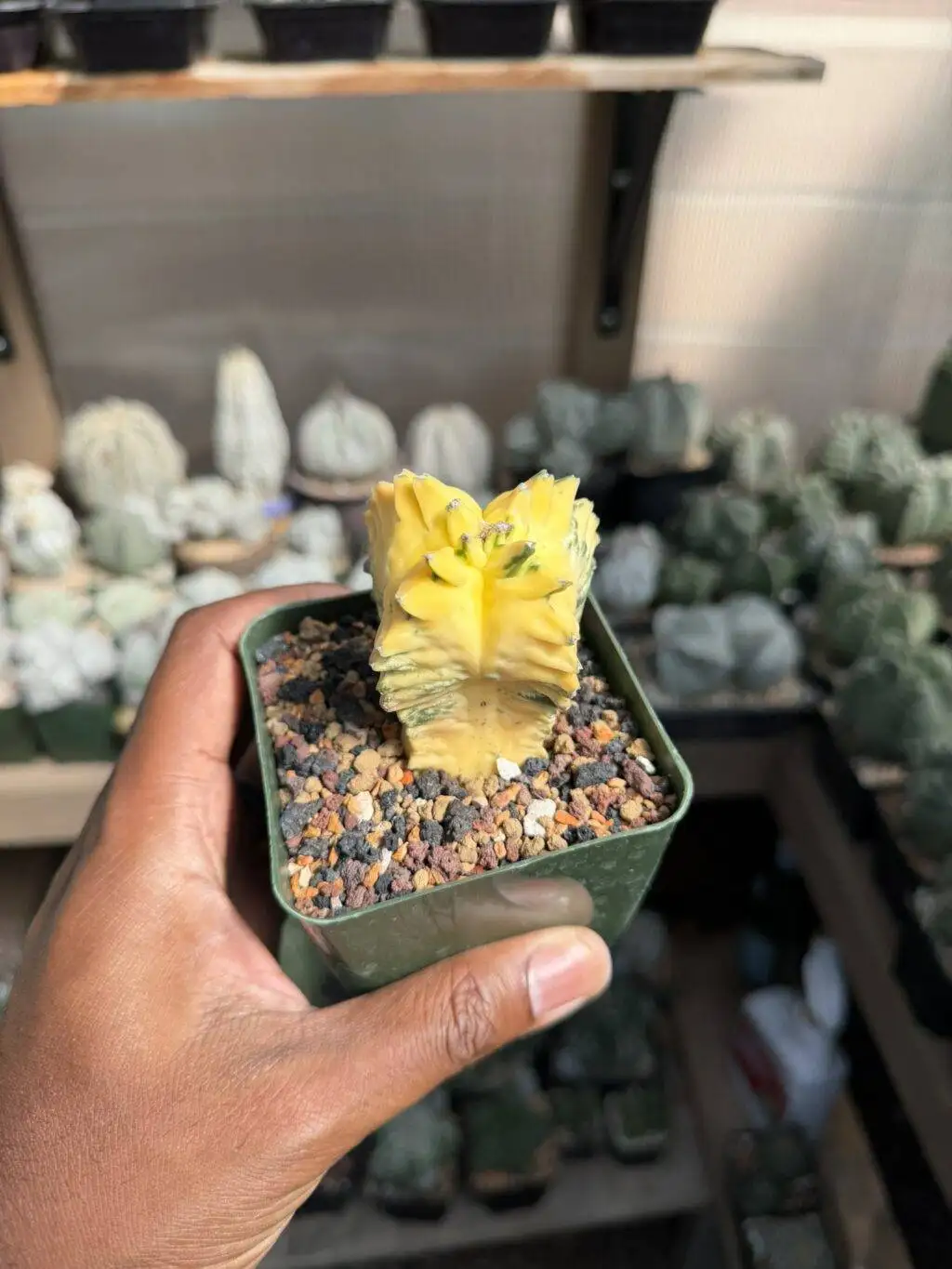 Astrophytum myriostigma Kikko Variegated - Image 2