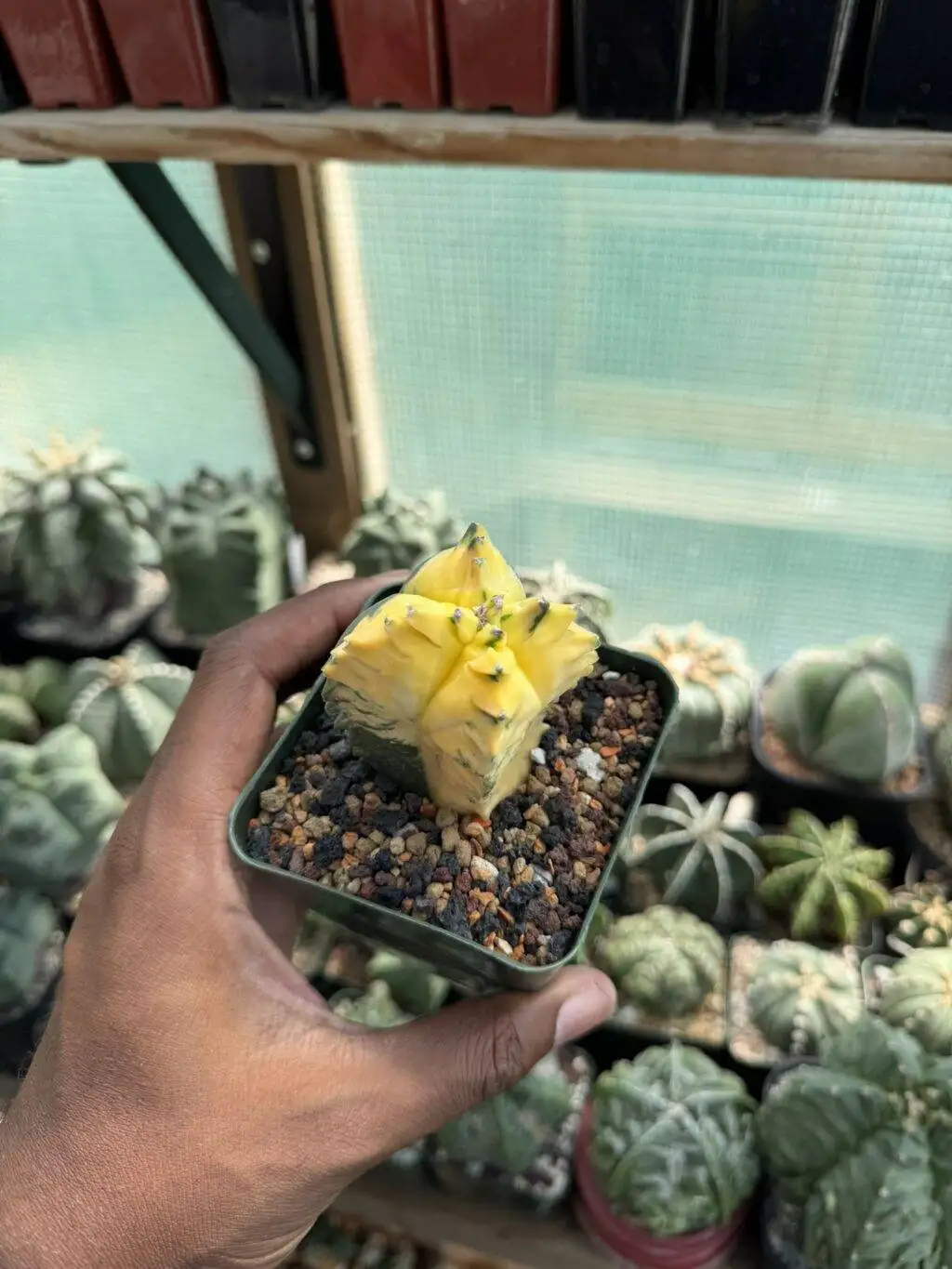 Astrophytum myriostigma Kikko Variegated - Image 3