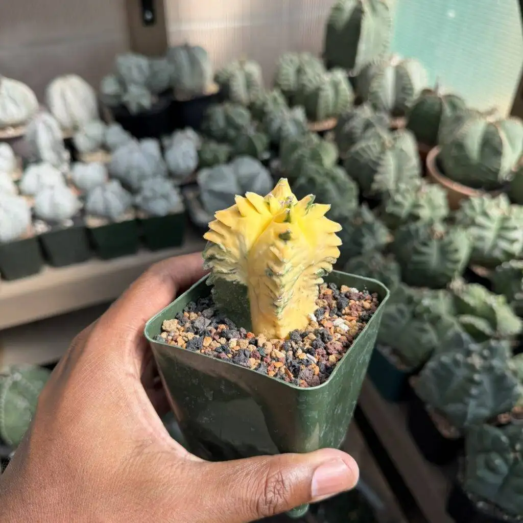 Astrophytum myriostigma Kikko Variegated