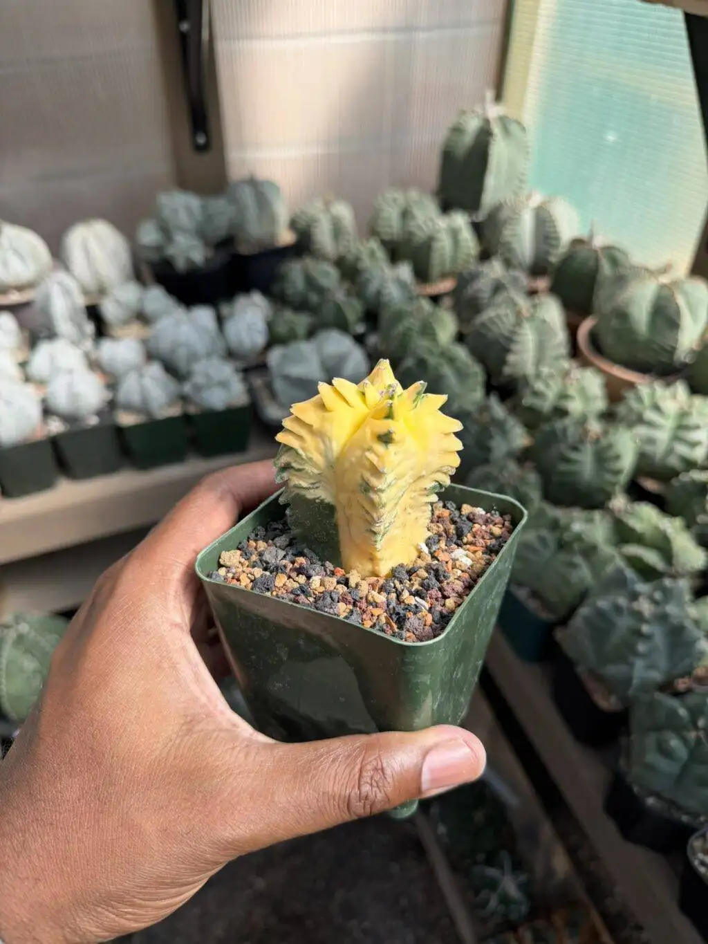 Astrophytum myriostigma Kikko Variegated